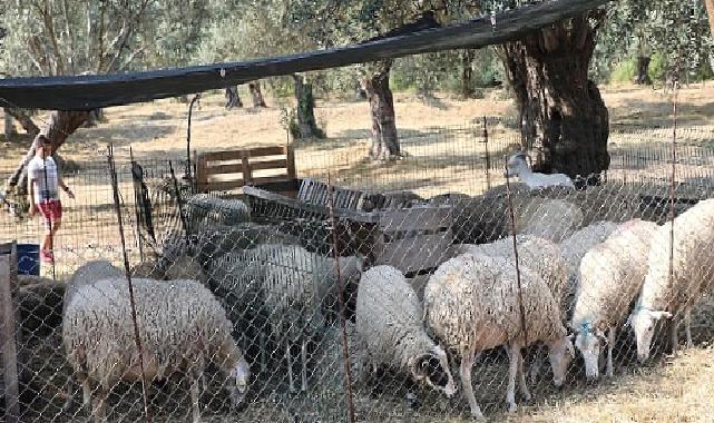 Edremit’te kurban satış ve kesim yerleri belirlendi