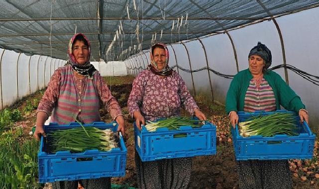 Kocaeli Büyükşehir Belediyesinden kooperatiflere yüzde 75 hibeli tarım desteği