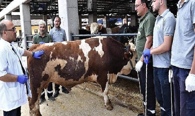 Osmangazi’de kurban yakalama timleri göreve hazır