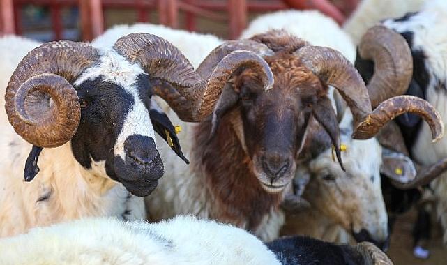 Van’da Kurban Satış ve Kesim yerleri belirlendi