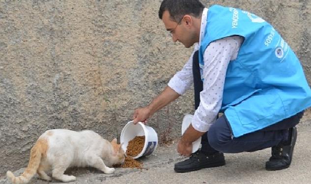 Yenişehir Belediyesi sokak hayvanlarını yalnız bırakmıyor