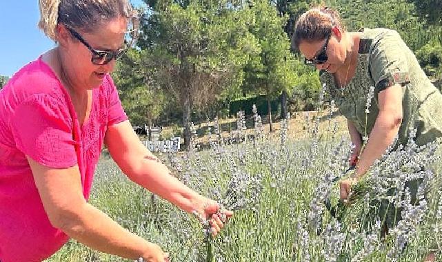 Bodrum Belediyesi, Garaova Tarım Park’ta üretilen lavantaların hasadına başladı.