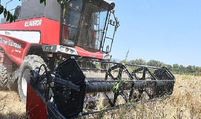 İlk Defa Belediye Arazisinde Buğday Hasadına Başlandı