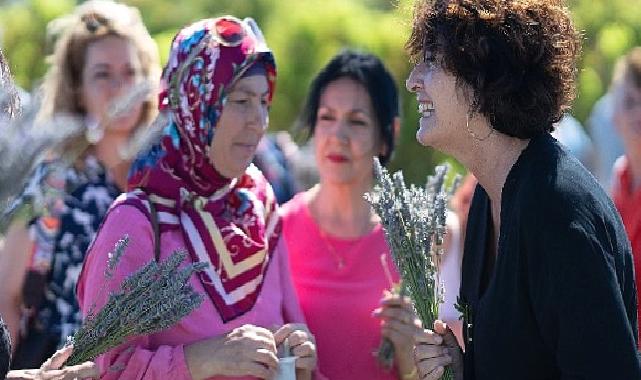 İmece usulü lavanta hasadında dayanışma örneği