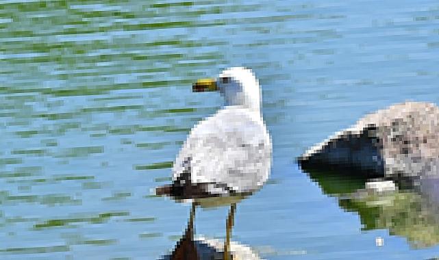 İzmir Doğal Yaşam Parkı’nın göçmen kuşları