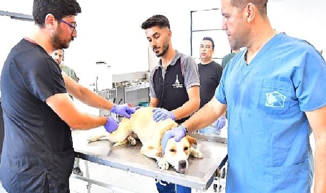 İzmir’de bir yılda 25 bin kedi ve köpek kısırlaştırıldı