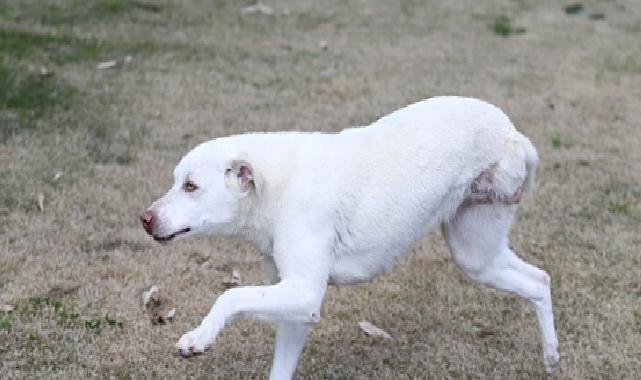 Karşıyaka’nın ampute köpekleri emin ellerde