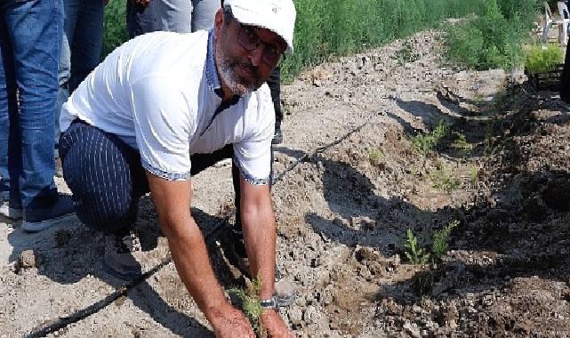 Kuşkonmaz üreticisi Sparga1 Tarım A.Ş., 400 dönümlük alanda dikim faaliyetine başladı