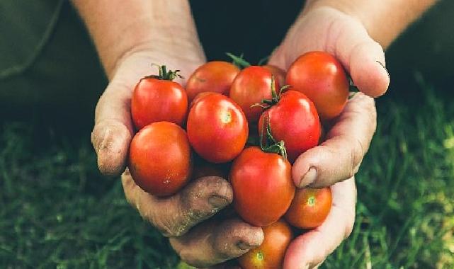 Rusya’ya domates ihracatında kota 500 bin tona çıktı