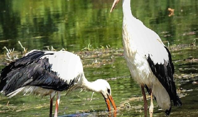 Büyüyen yavru leylekler doğal yaşama bırakıldı