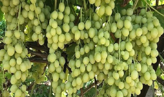 Superior Seedless Çeşidi Sofralık Üzümün ihracat yolculuğu başladı