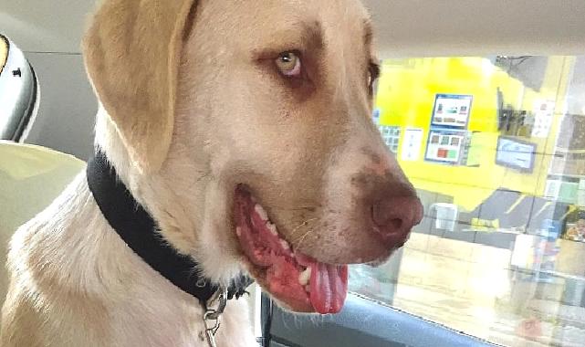 Kadıköy Belediyesi Geçici Hayvan Bakımevi’nden Sahiplendiği Görme Engelli Köpeğine Ev Kiraladı