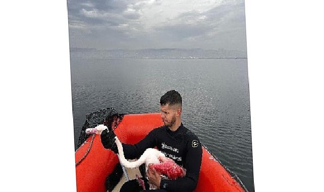 Kocaeli İtfaiyesi, İzmit Körfezinde mahsur kalan yaralı Flamingo’yu kurtardı