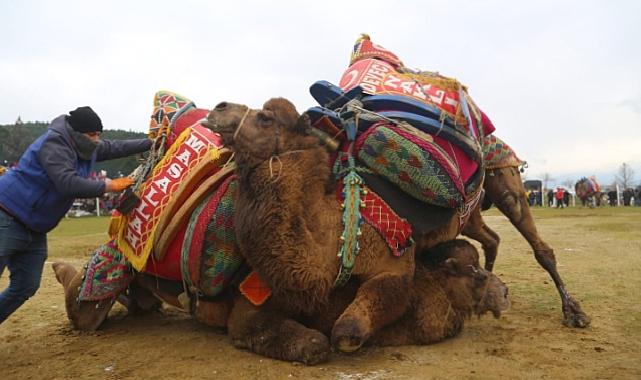 Bölgenin en büyük deve güreşi festivali 4 Şubat’ta Torbalı’da
