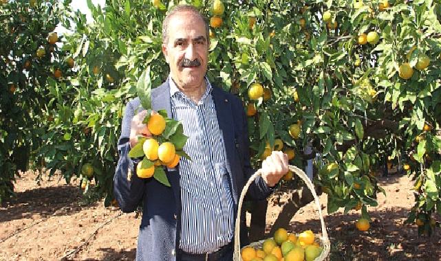 Narenciye sektörü KKTC’de görülen yeşillenme hastalığının Türkiye’ye sıçramaması için topyekûn mücadele istiyor