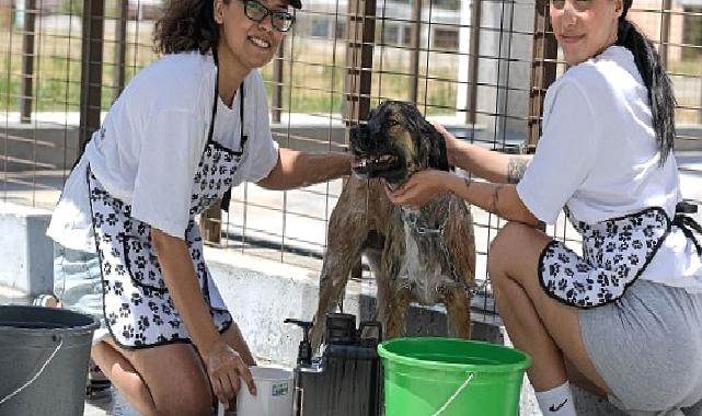 Bunaltan sıcaklarda can dostlar unutulmadı