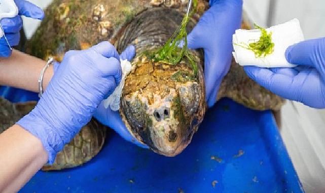 Körfez’deki yaralı Caretta caretta kurtarıldı